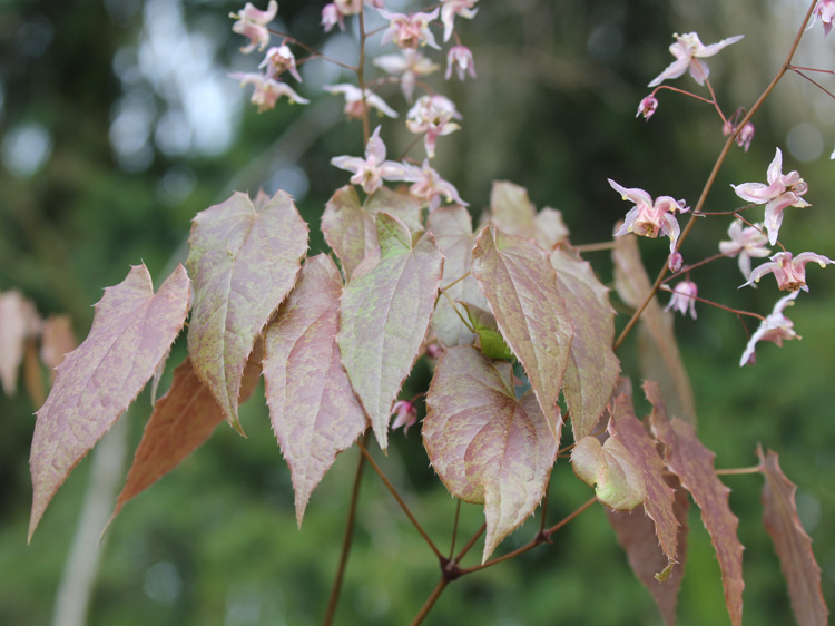 ASIATIC HYBRID