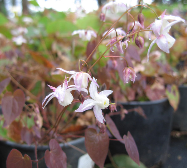 PURPLE HEART Epimedium