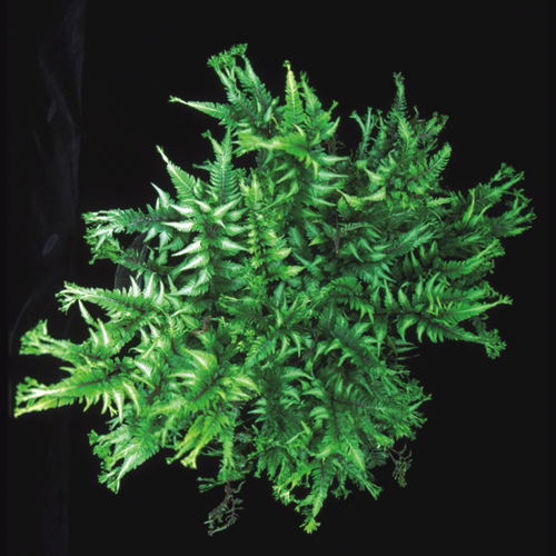 Applecourt Painted Fern - Athyrium niponicum ‘Applecourt’