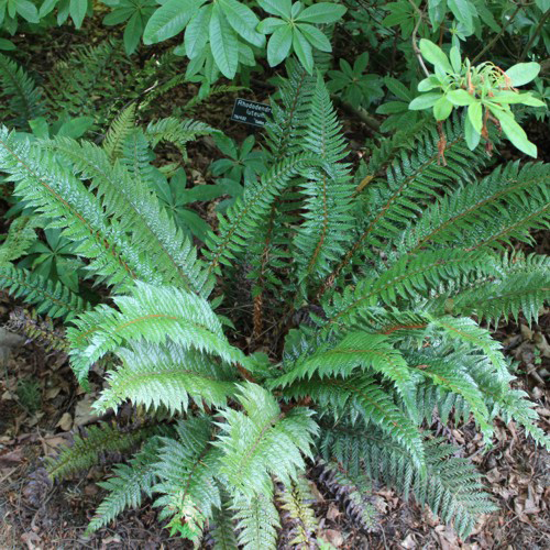 Asian Saber Fern - Polystichum neolobatum