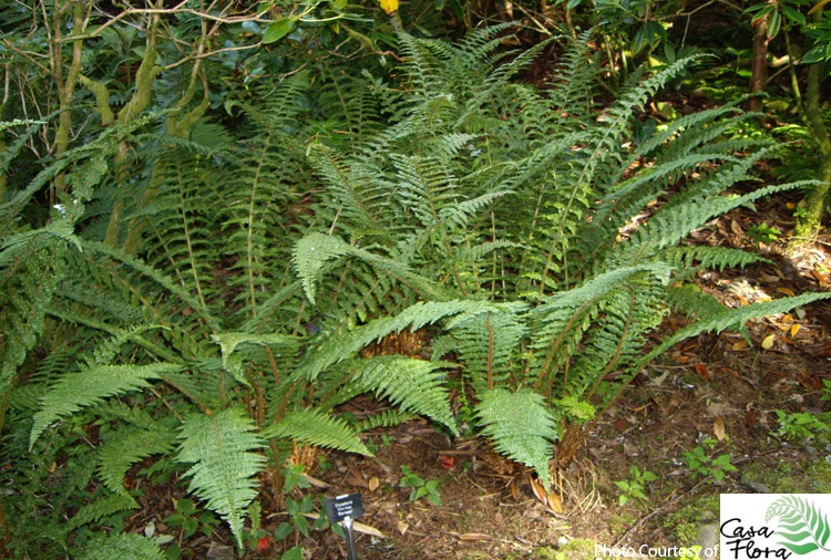 Barnes Male Fern - Dryopteris filix-mas ‘Barnesi’