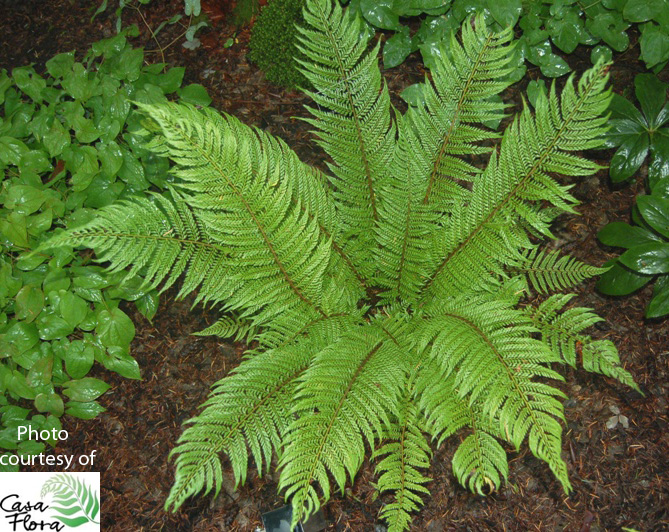 Bevis Shield Fern - Polystichum setiferum ‘Pulcherrimum Bevis’