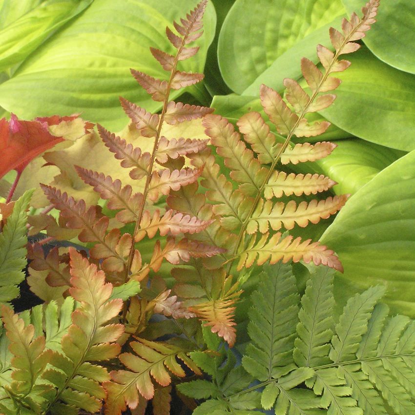 Brilliance Autumn Fern - Dryopteris erythrosora ‘Brilliance’