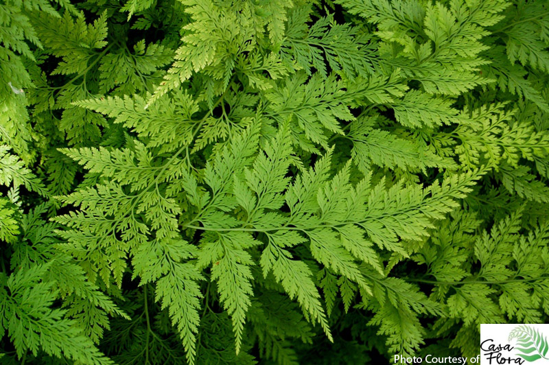 Carrot Fern - Onychium japonicum