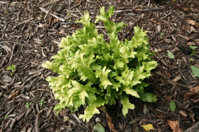 Crested Hart’s Tongue Fern - Asplenium (Phyllitis) scolopendrium ‘Cristata’