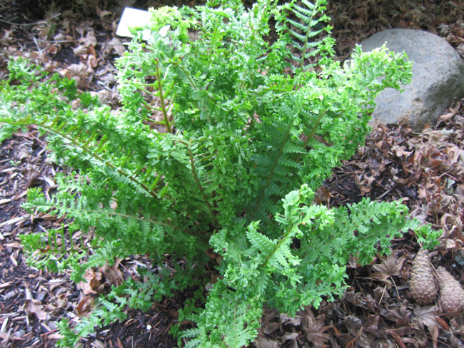 Crested Male Fern - Dryopteris filix-mas ‘Fluctuosa Cristata'