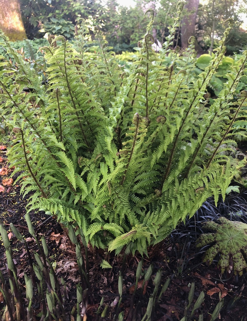 Curled Golden Scale Male Fern - Dryopteris affinis ‘Crispa’