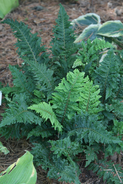 Dwarf Congested Shield Fern - Polystichum setiferum  ‘Congestum Cristatum’