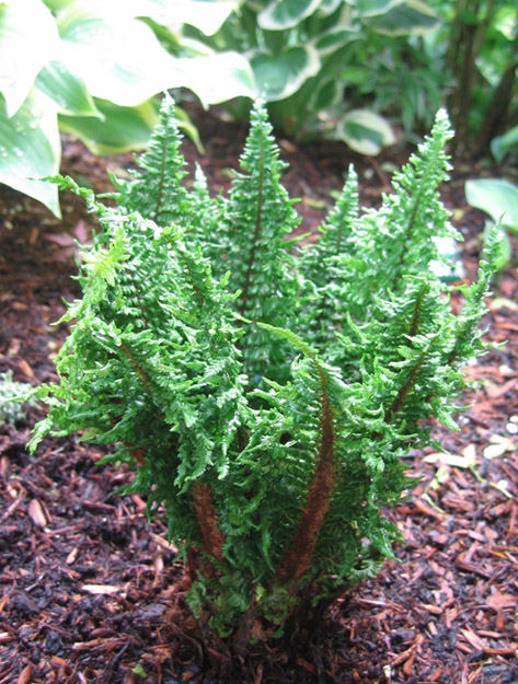 Dwarf Crisped Golden Scale Male Fern- Dryopteris affinis ‘Crispa Gracilis’