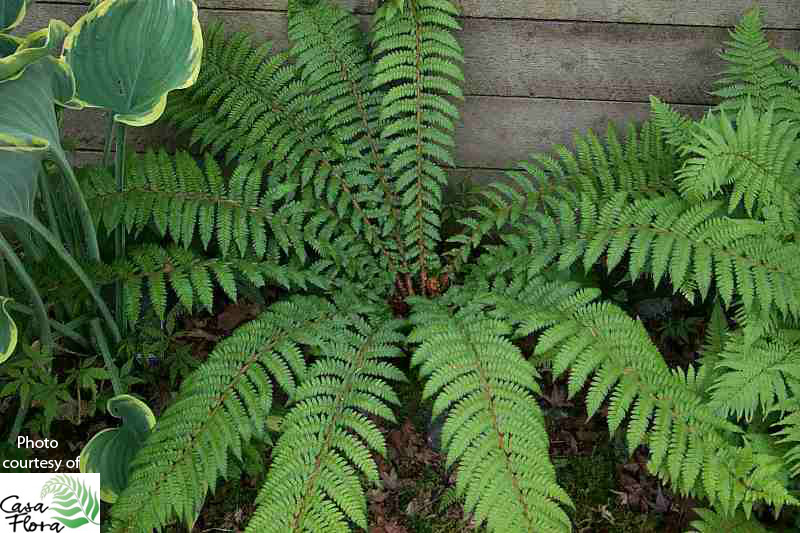 Dyce’s Shield Fern - Polystichum dycei (braunii x proliferum)