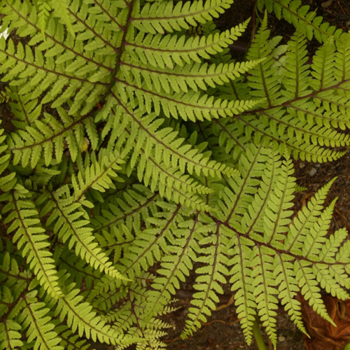 Eared Lady Fern - Athyrium otophorum