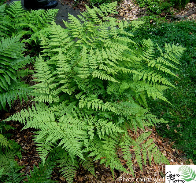 Fancy Fern - Dryopteris intermedia