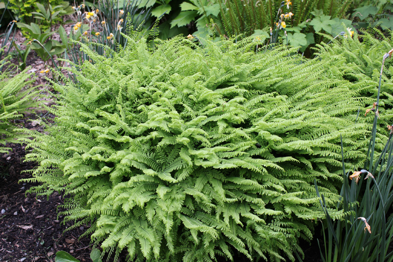 Five Fingered Maidenhair Fern- Adiantum pedatum