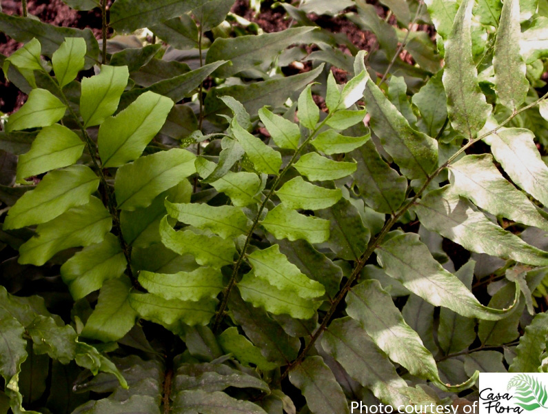 Fortunes Holly Fern - Cyrtomium fortunei