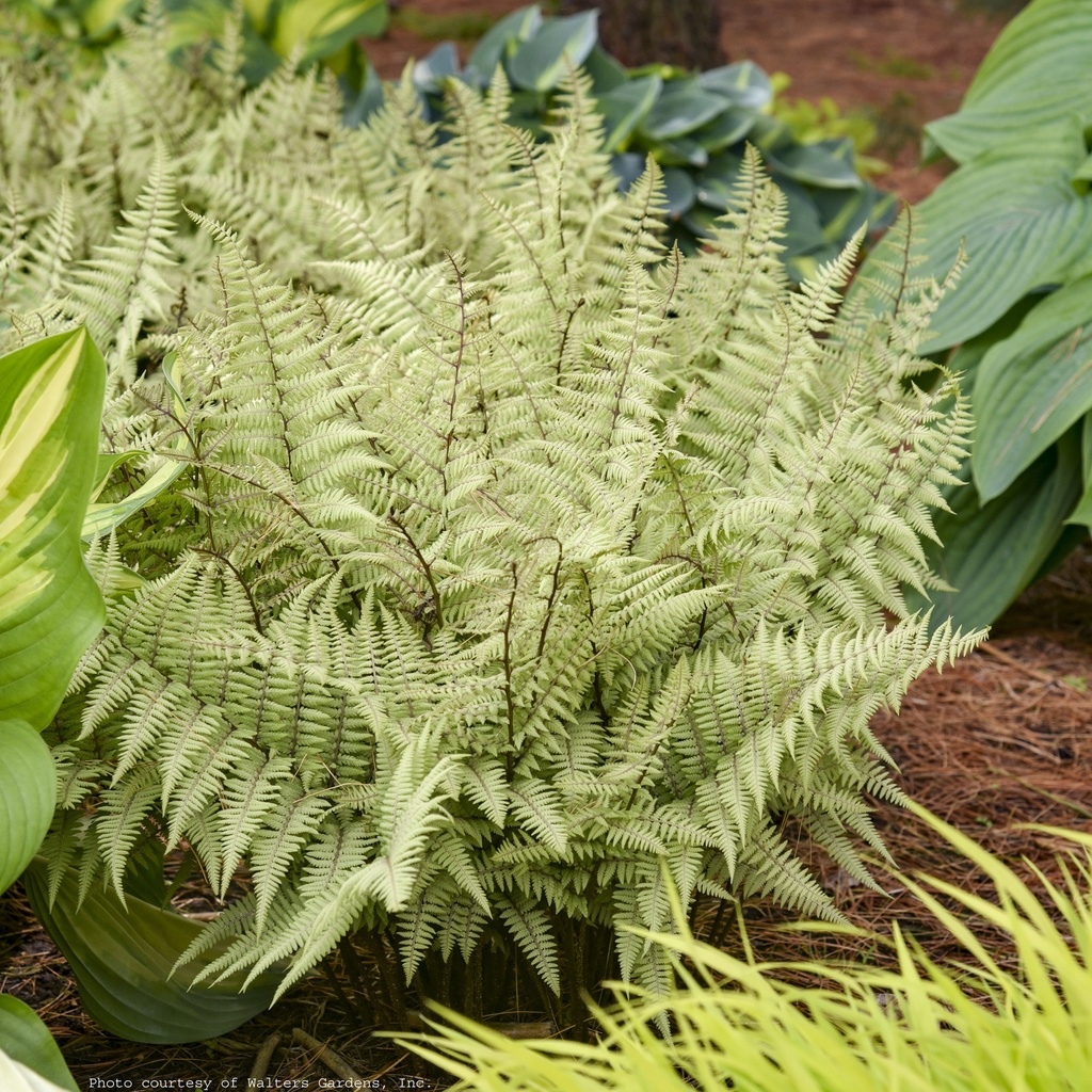 Ghost Fern - Athyrium ‘Ghost’