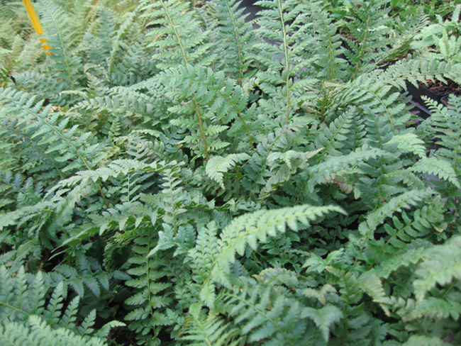 Hard Shield Fern - Polystichum aculeatum