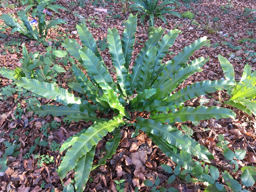 Hart’s Tongue Fern - Asplenium (Phyllitis) scolopendrium