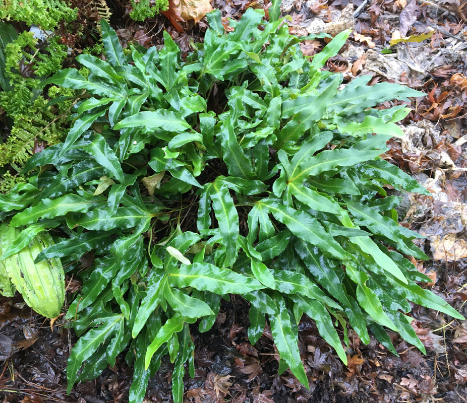 Hastata or Three finger felt fern - Pyrrosia hastata