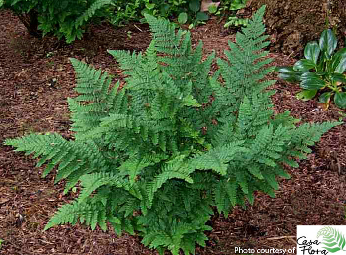 Jimmy Dyce Broad Buckler Fern - Dryopteris dilatata ‘Jimmy Dyce’