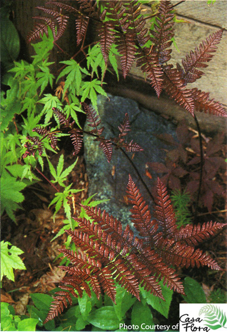 Koidzuma’s Wood Fern - Dryopteris koidzumiana