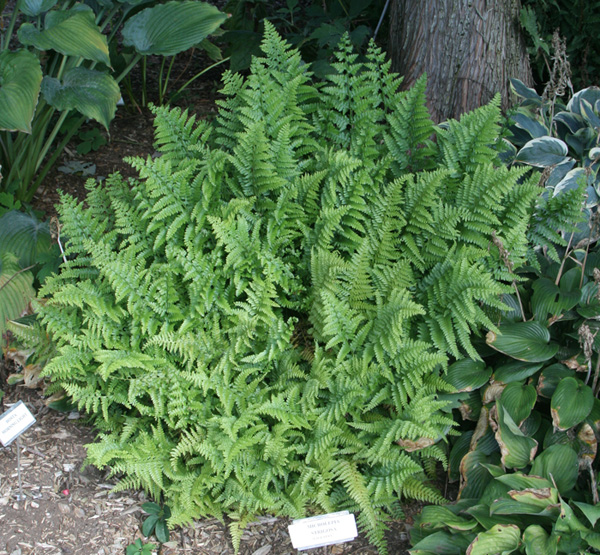 Lace Fern - Microlepia strigosa