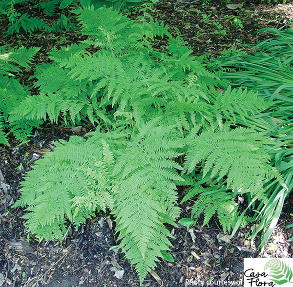 Lady Fern - Athyrium filix-femina