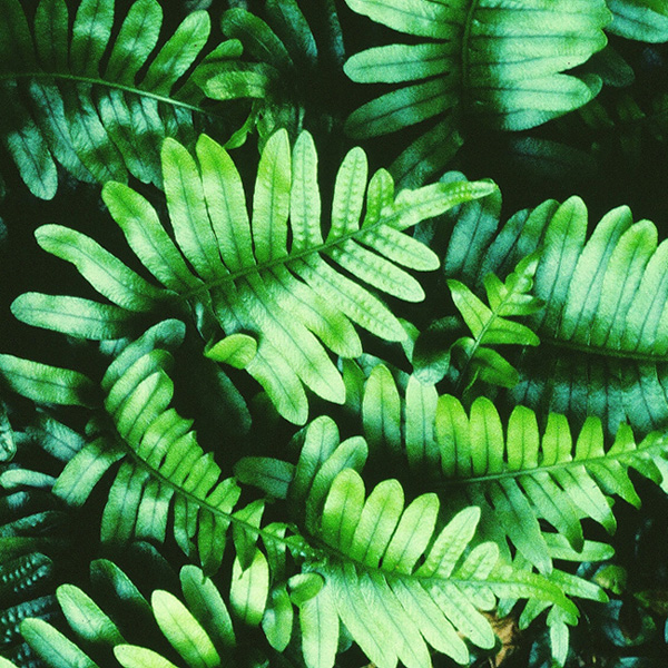 Leathery Polypody Fern - Polypodium scouleri