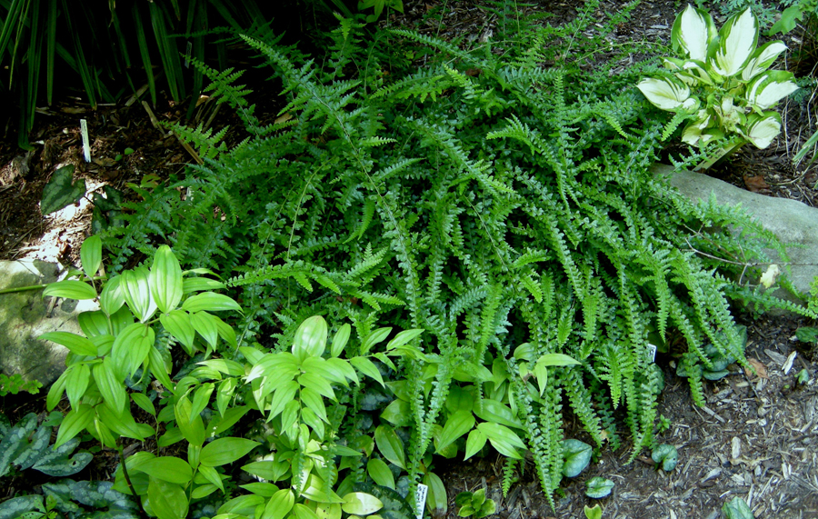 MacFadden’s Lace Fern - Microlepia strigosa ‘Macfaddeniae’