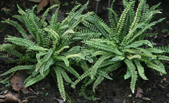 Maidenhair Spleenwort Fern - Asplenium Trichomanes