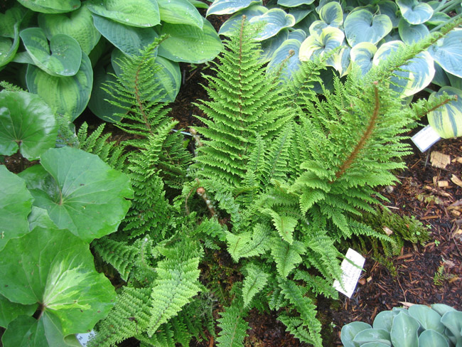 Mossy Soft Shield Fern - Polystichum setiferum ‘Plumosum Densum’