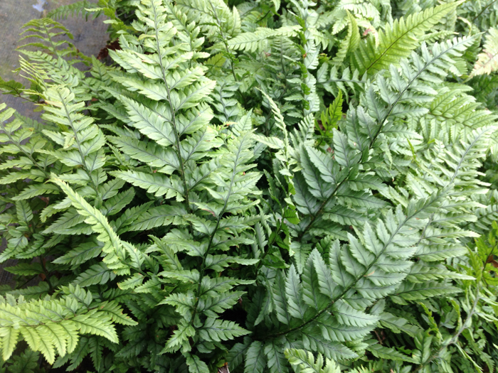 Mourning Shield Fern - Polystichum luctuosum 