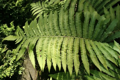 Oriental Ostrich Fern - Matteuccia orientalis