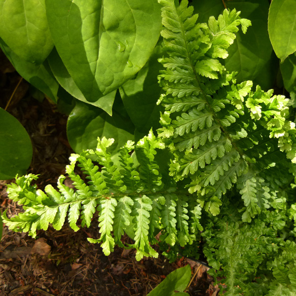 Parsley Leaf Male Fern - Dryopteris filix-mas ‘Fluctuoso Cristata’