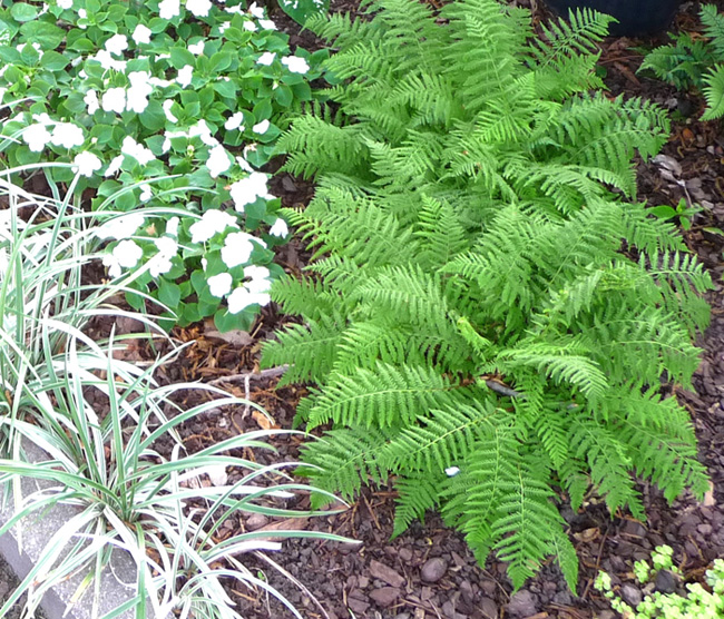 Petite Lady Fern - Athyrium filix-femina ‘Minutissima’