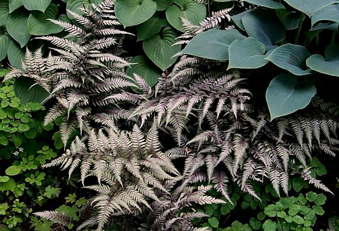 Regal Red Japanese Painted Fern - Athyrium niponicum ‘Regal Red’