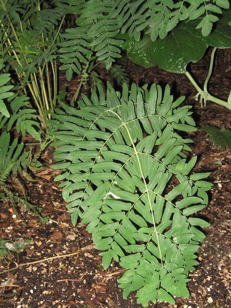 Royal Fern - Osmunda regalis