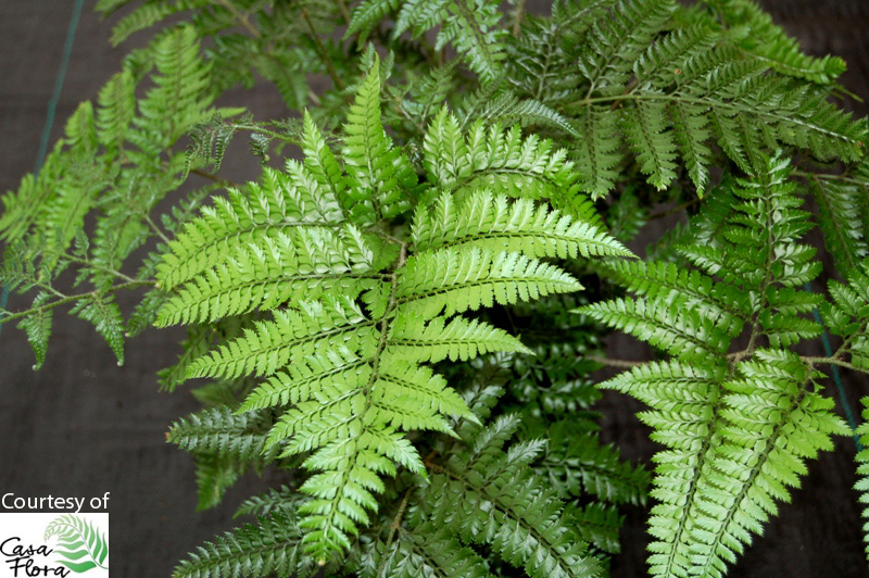 Shiny Bristle Fern - Arachniodes davalliaeformis