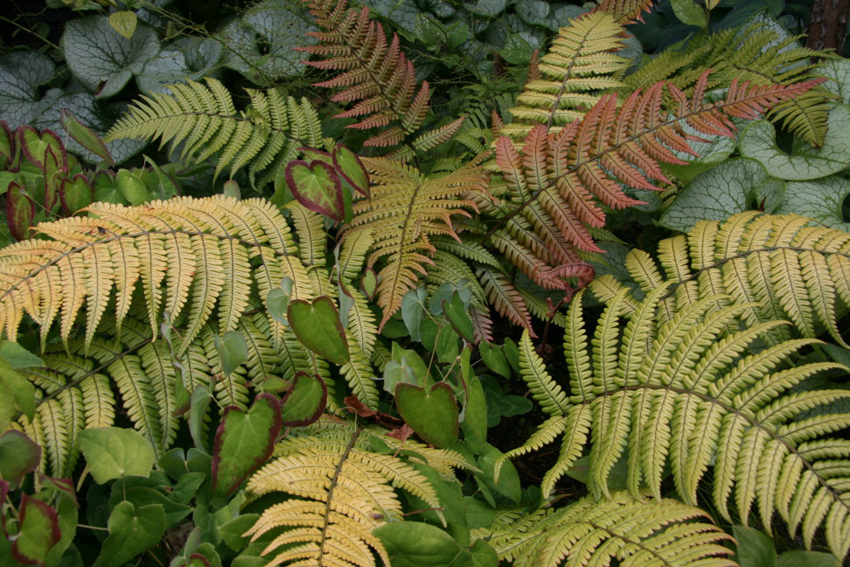 Sunset Fern - Dryopteris lepidopoda