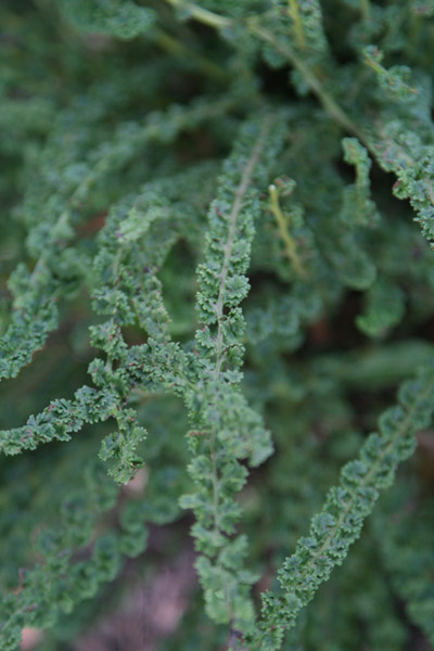 Tatting Fern - Athyrium filix-femina frizelliae