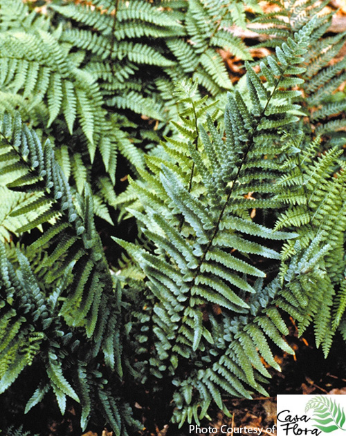 Tokyo Wood Fern - Dryopteris tokyoensis