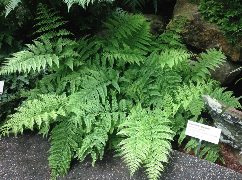 Upside Down Fern - Arachnoides standishii