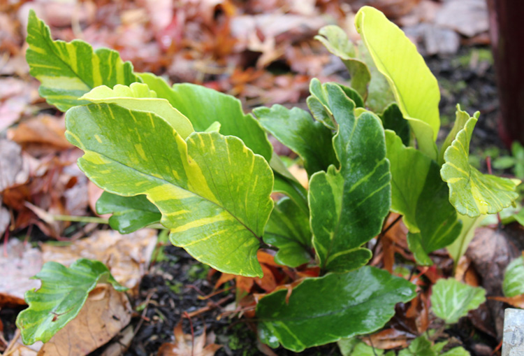 Variegated Felt tongue fern - Pyrrosia lingua ‘Variegata’