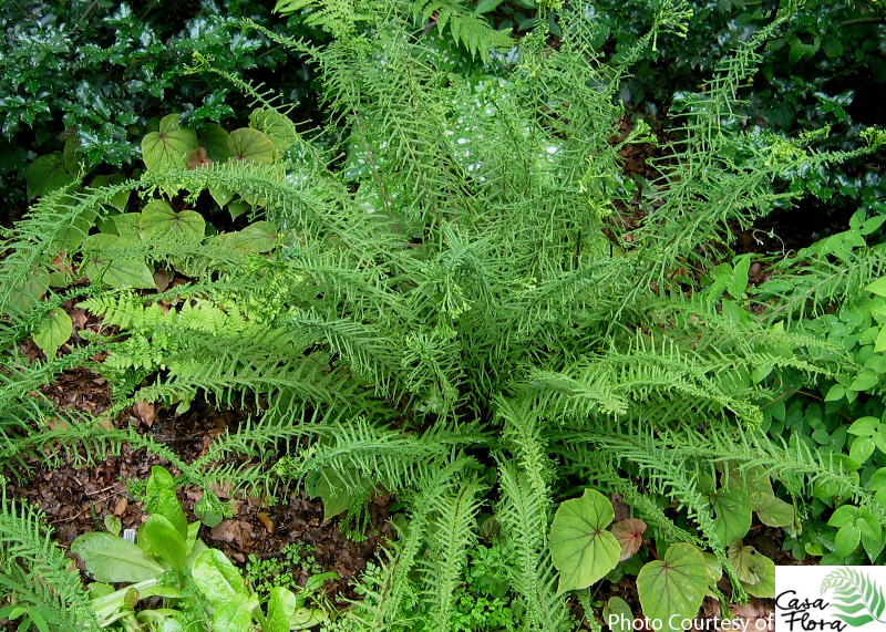 Victoria Lady Fern - Athyrium filix-femina ‘Victoriae’