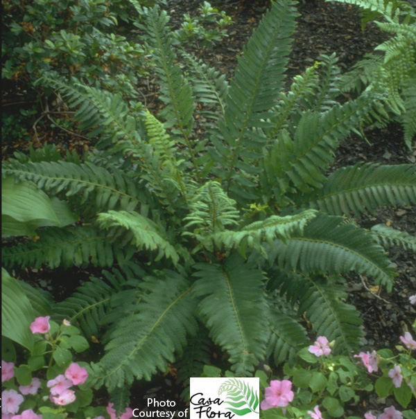 Western Sword Fern - Polystichum munitum