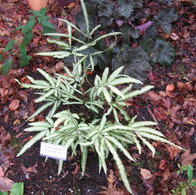 White Striped Cretan Brake fern - Pteris niponicum albo-linata