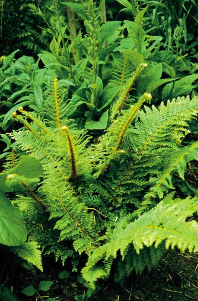 Wollaston’s Soft Shield Fern - Polystichum setiferum divisilobum Wollastonii