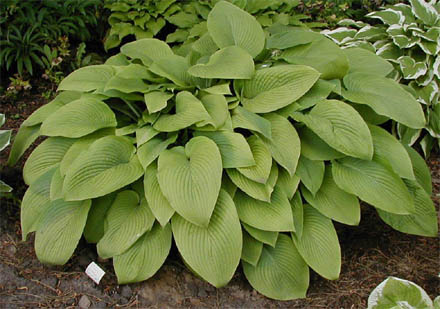 ABIQUA ELEPHANT EARS