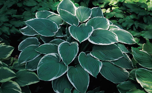 FROSTED JADE 