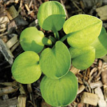 GIANTLAND SUNNY MOUSE EARS