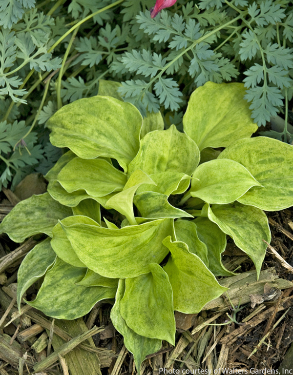 GOLDEN NEEDLES